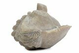 Bargain, Enrolled Asaphus Trilobite - Russia #363249-1